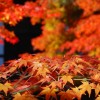 京都の紅葉のおすすめはココ！時期は？ランチも楽しみたい！