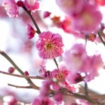 花見で梅の時期は？関西ではどこがいい？温泉も入りたい！